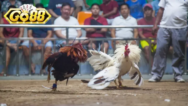 Hình thức đá gà Go88 chân thực qua hệ thống hiện đại