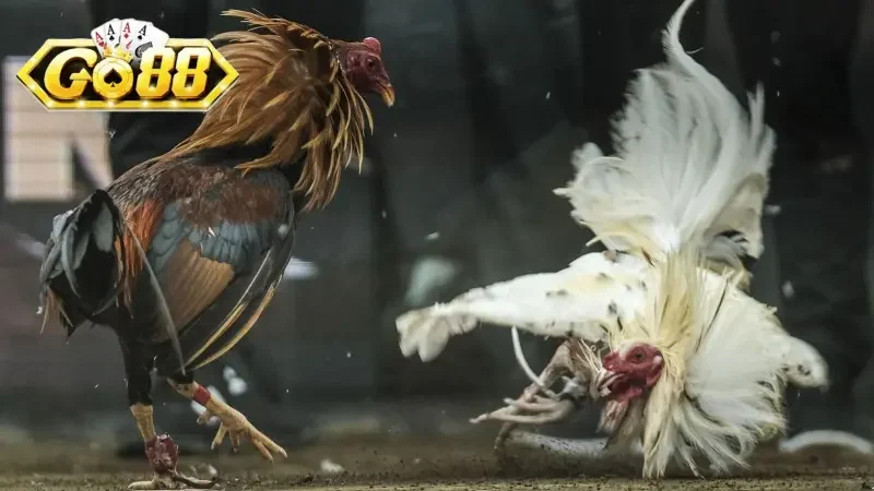 Sân chơi đỉnh cao quy tụ hàng loạt trận đấu kê hấp dẫn